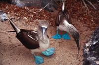 Blue_Footed_Booby_Galapagos_Islands-medium (1)